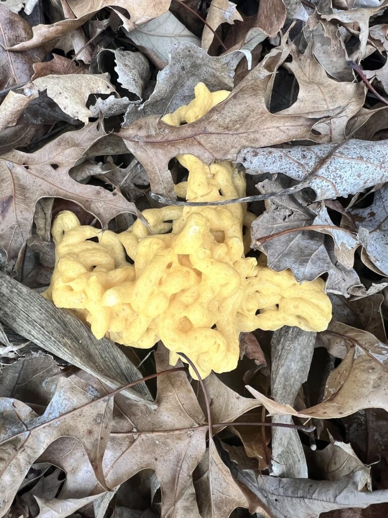 Can someone tell me what this is?