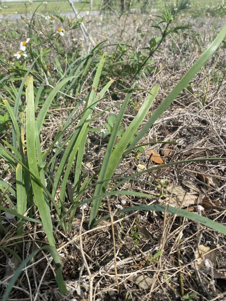 My friends cat is at the vet My friends cat is at the vet
