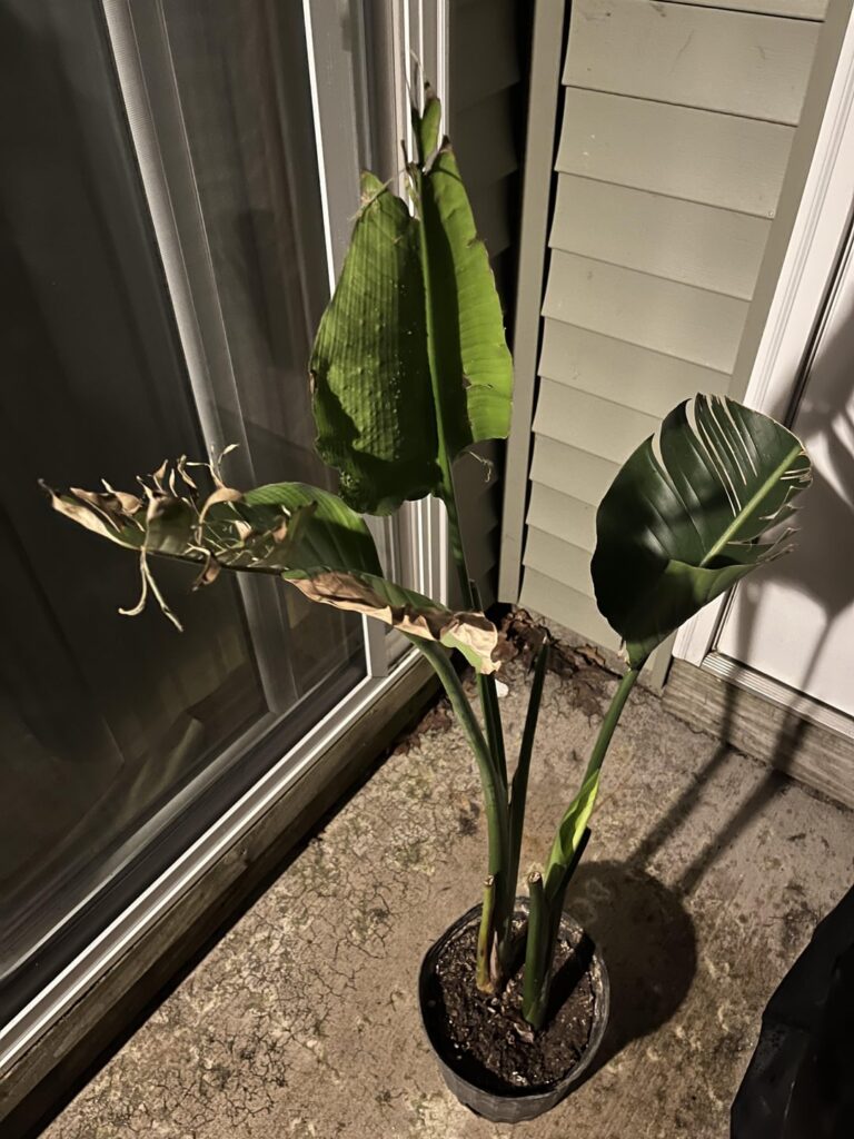 Found next to my apartment dumpster, what kind of plant is this?
