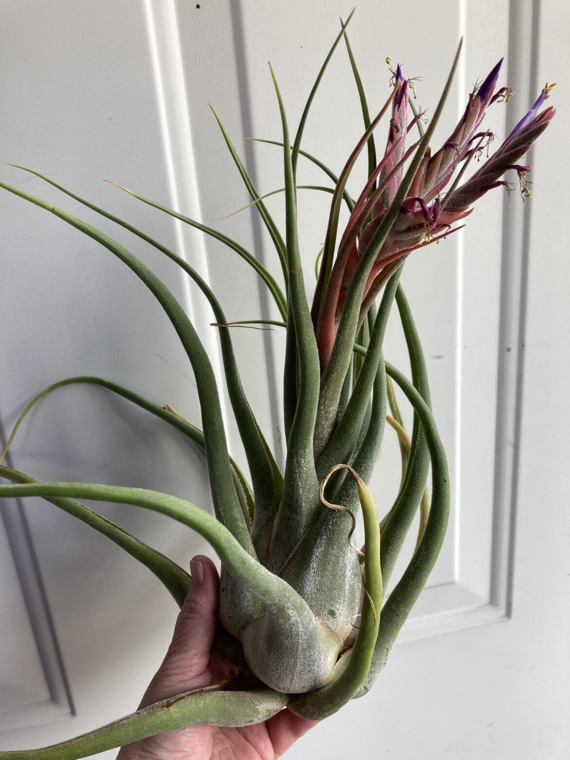 Tillandsia Selerlana about 12" tall, got it in 2015