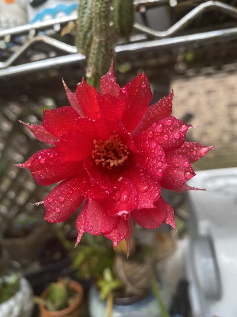 Would like to see if there is anyone wanting to share / give away some cactus