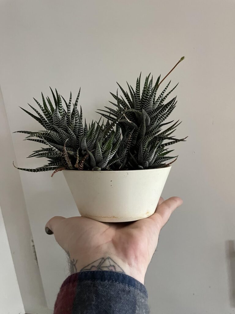 Snagged a pup from the ex in-laws years back and it’s grown very well for me