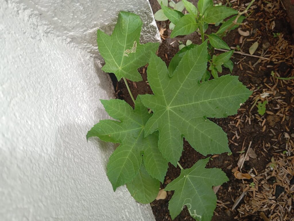 What plant is this? Pl@ntnet cant help What plant is this? Pl@ntnet cant help