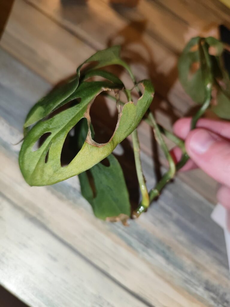 ive been trying to properly this for ages but now it just feels like it's dying on meee - should I just wait a bit more?