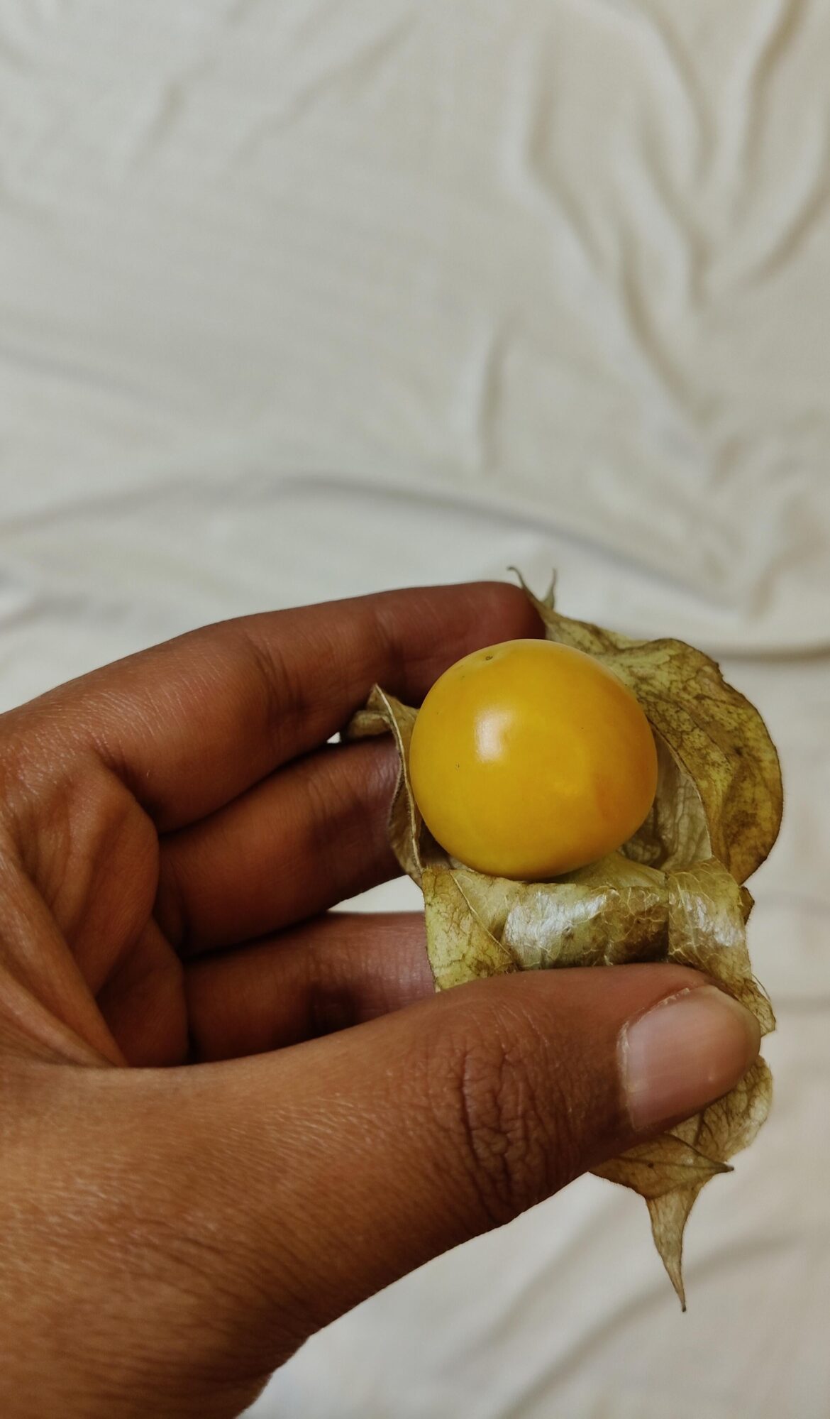 What's this fruit I found in India? It comes wrapped in a leafy shell. The inside looks like a tomato. Local name is Raasbhari.