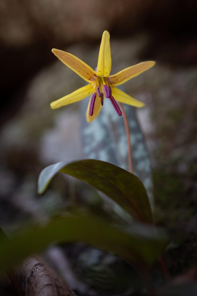 Found in North GA, USA. Dimpled Trout Lilly or Yellow Trout Lilly?