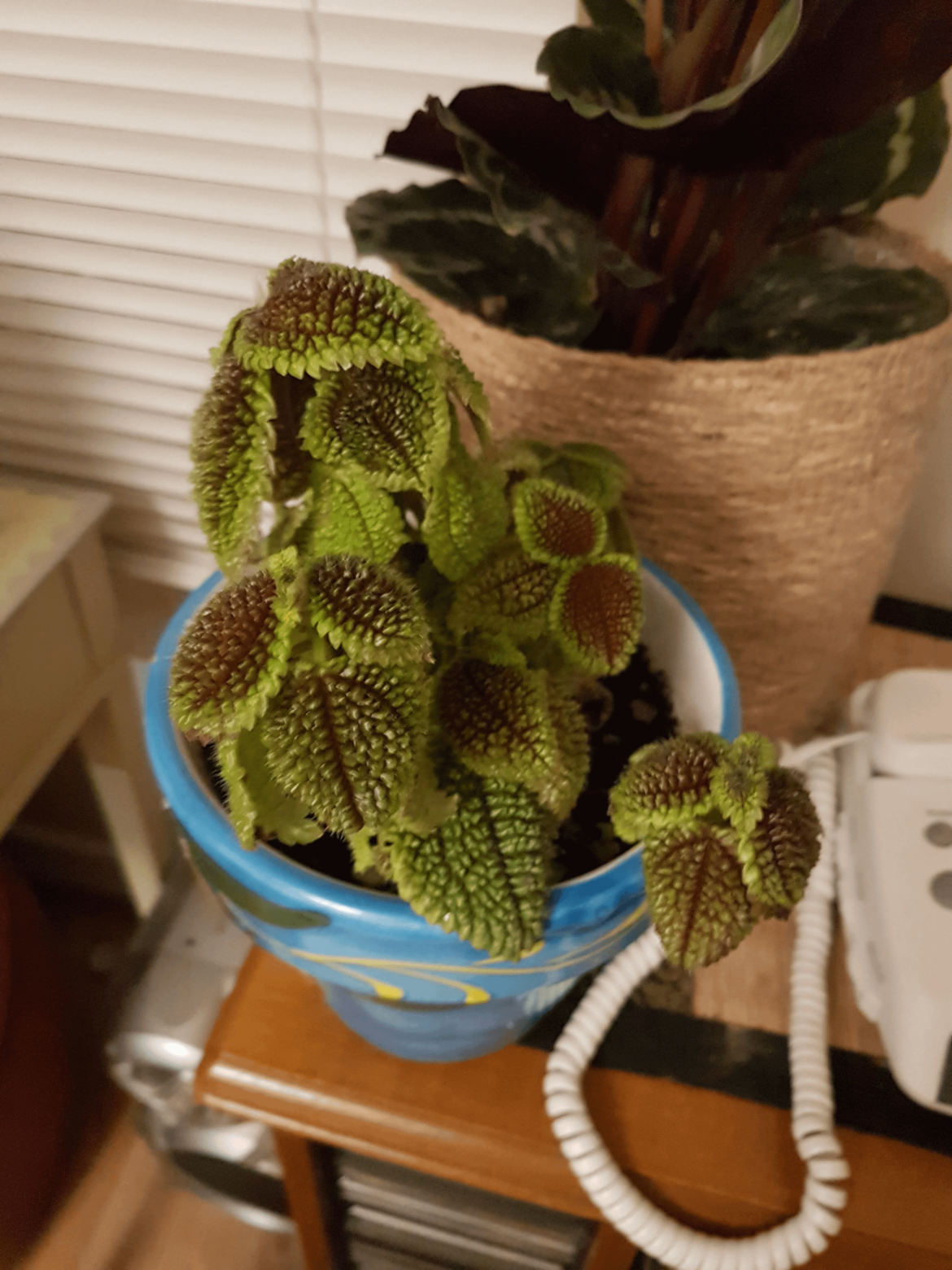 Plan on propping this(pilea involucrata), apparently it's perfect for terrariums can I just put it straight into one I already have?