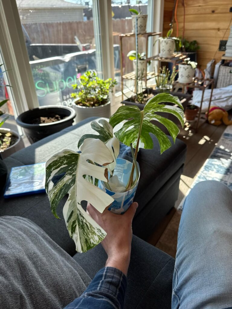 I just bought this monstera I just bought this monstera