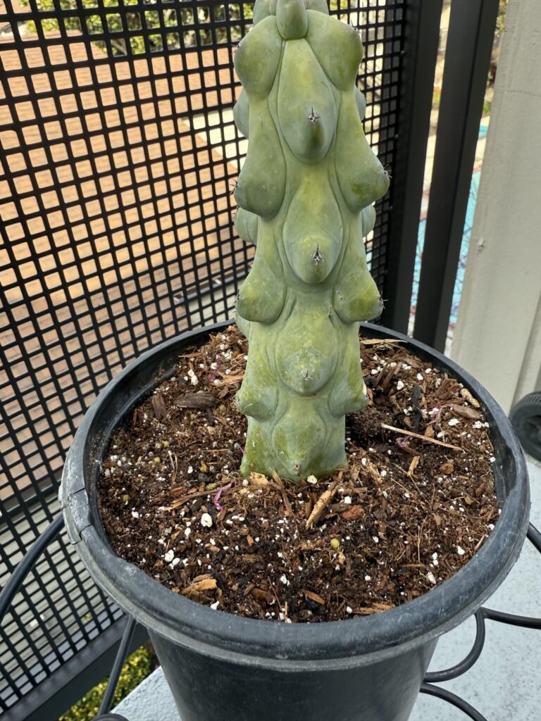 What cactus? succulent? did  I buy from the flea market?! What cactus? succulent? did  I buy from the flea market?!