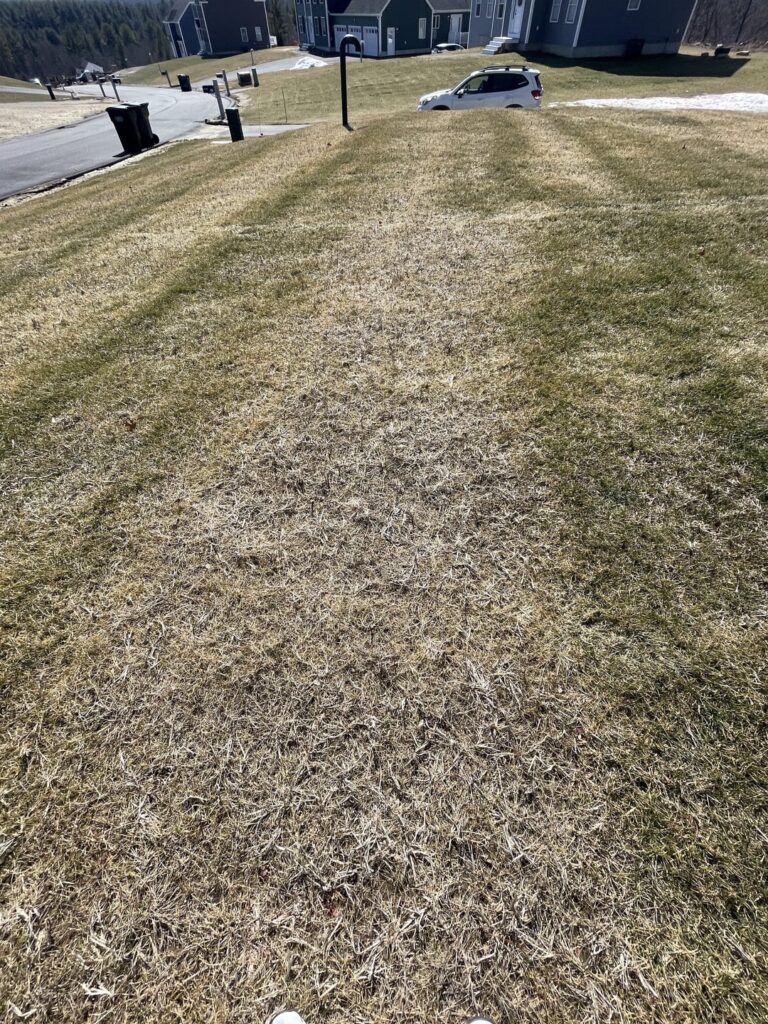 Should I Dethatch prior to spreading pre-emergent? Should I Dethatch prior to spreading pre-emergent?