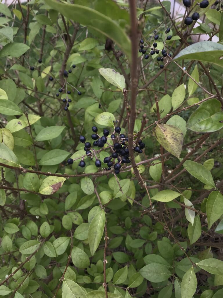 Anyone know what berries these are?