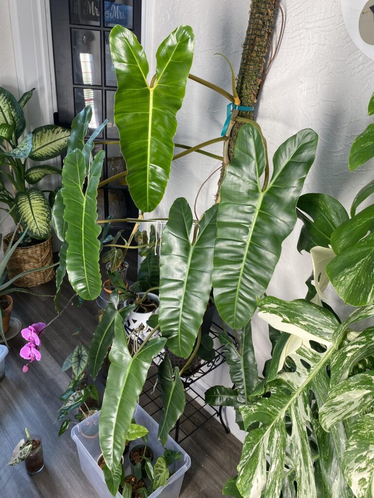 Please help me ID this not billietiae