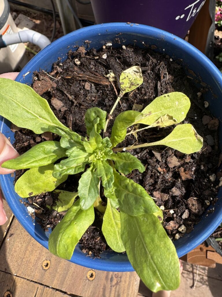 Please settle a family debate, is this a weed or a vegetable plant?