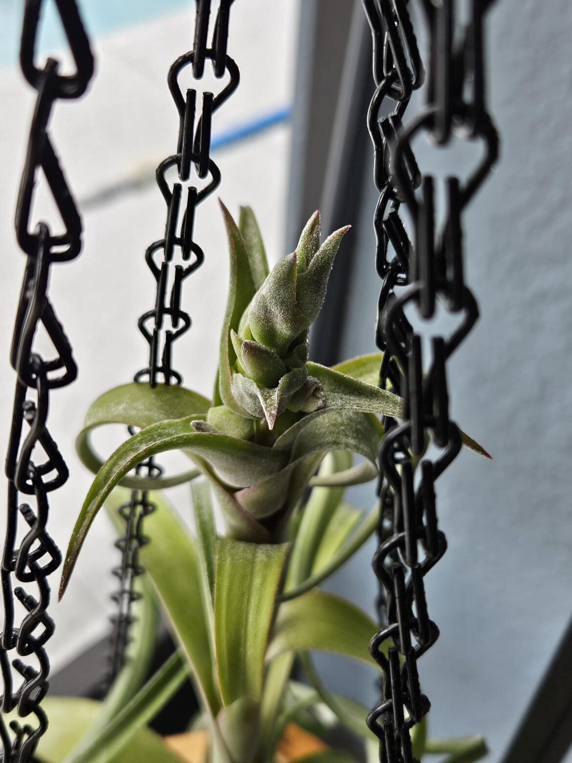 Curly Slim been producing buds for weeks but refuses to flower