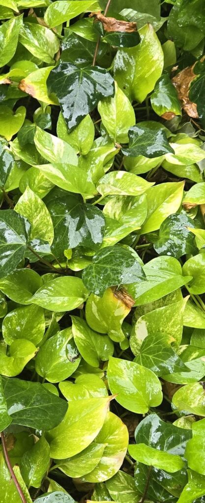 Pretty Pothos in the 'Wild'