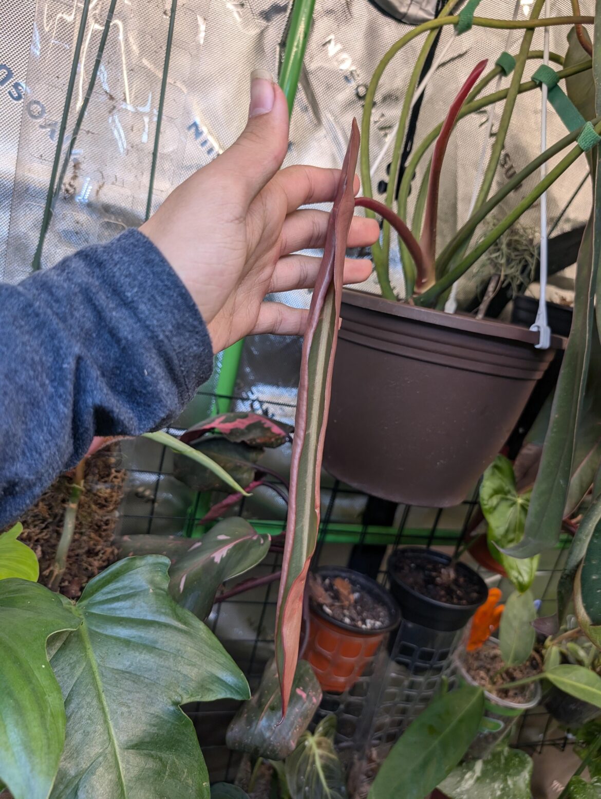 Spiritus sancti new leaf