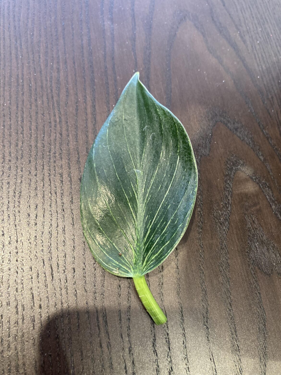 Any chance to prop? Any chance to prop?