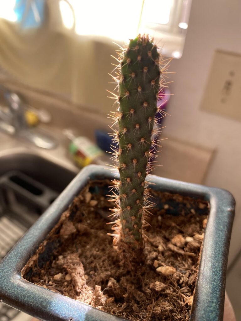 Little Cactus bro 🌵 Little Cactus bro 🌵
