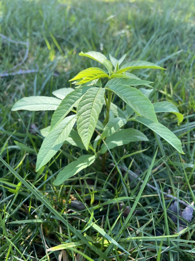 Need to mow the lawn, but don’t I want to hurt this guy if he isn’t a weed or something invasive