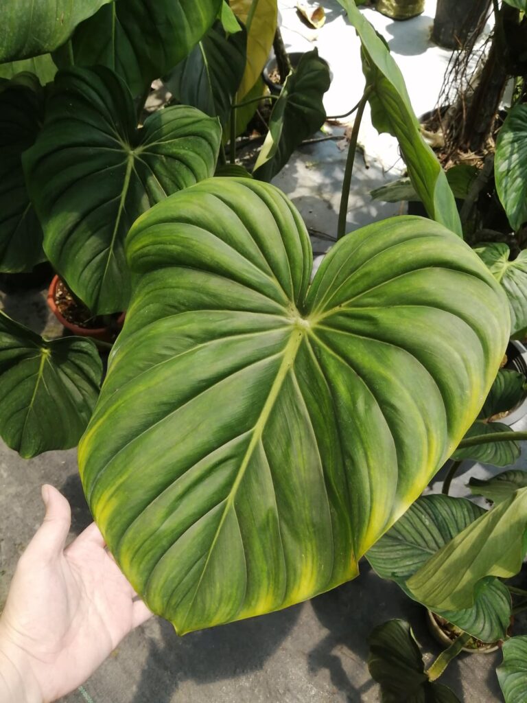 Saw these big boys at a nursery.