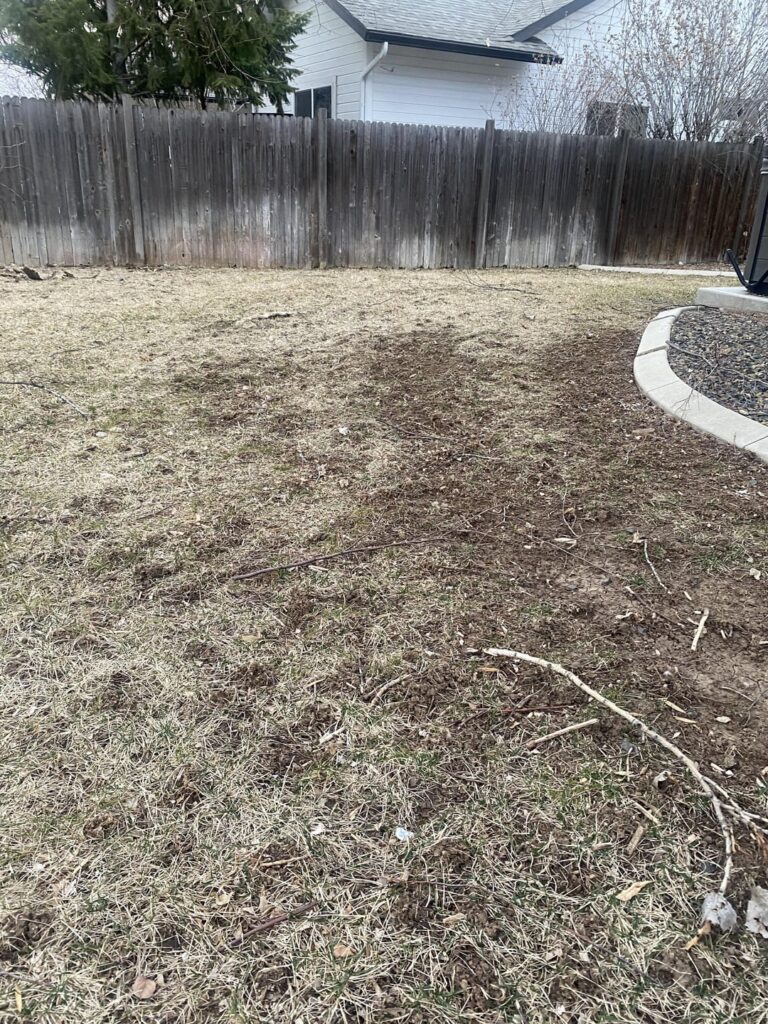 Weird bumps in my grass Weird bumps in my grass