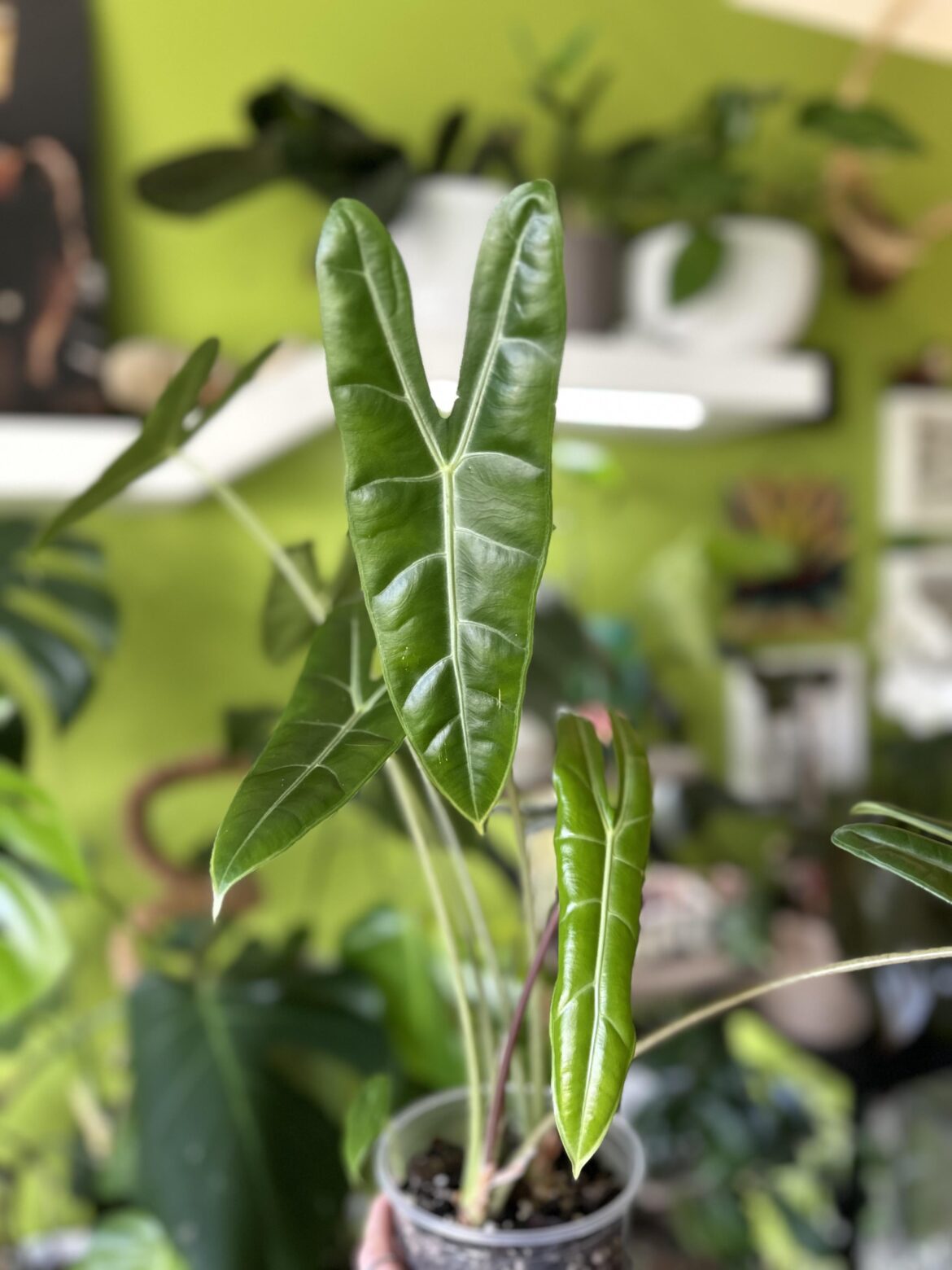 Longiloba ID help 🌿
