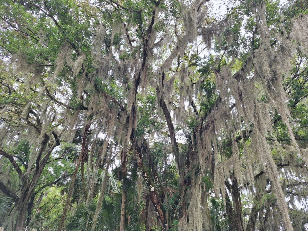 Spanish Moss