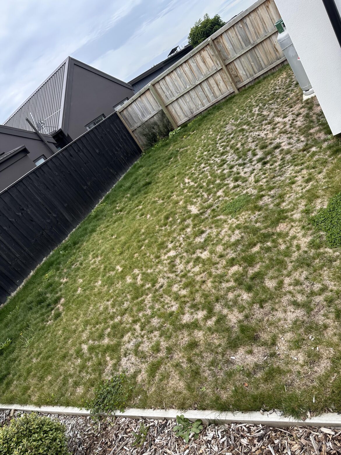 How do I repair this lawn as someone with no experience? How do I repair this lawn as someone with no experience?