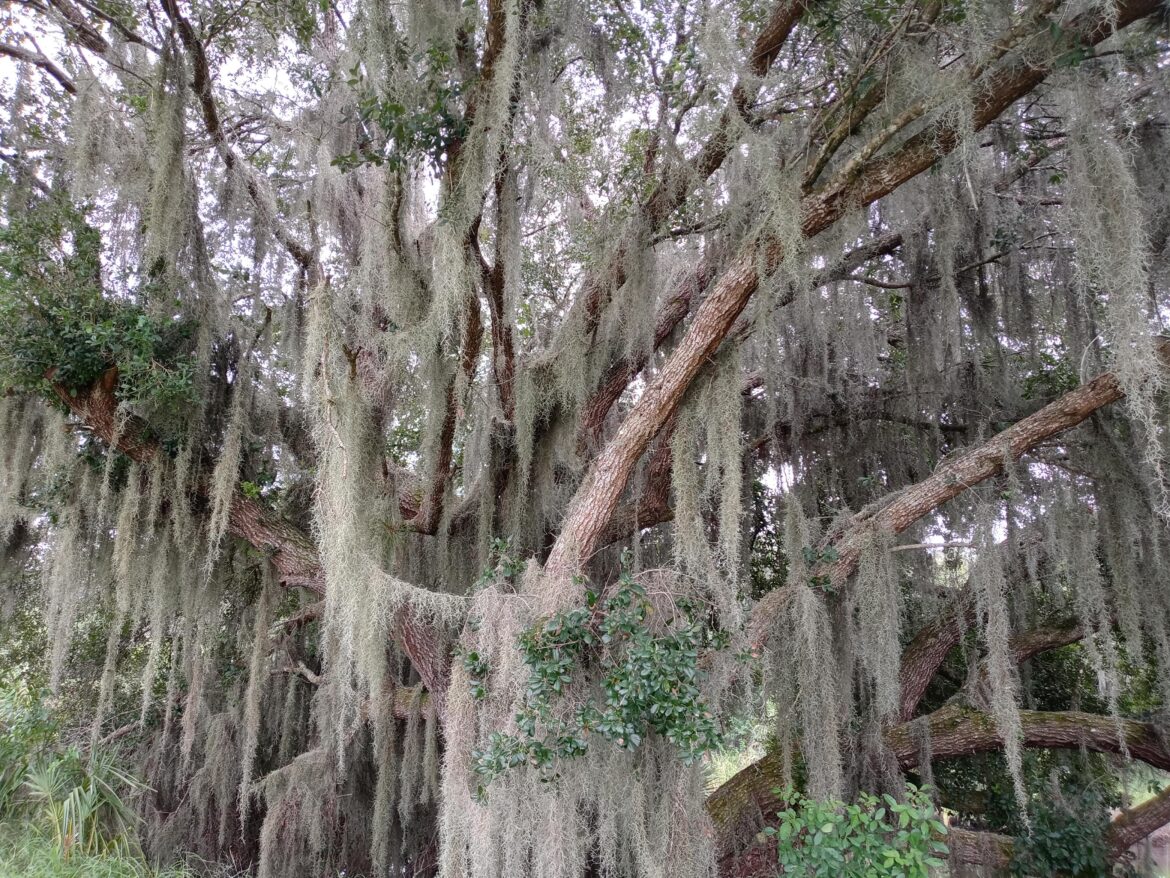 Oak with Spanish Moss