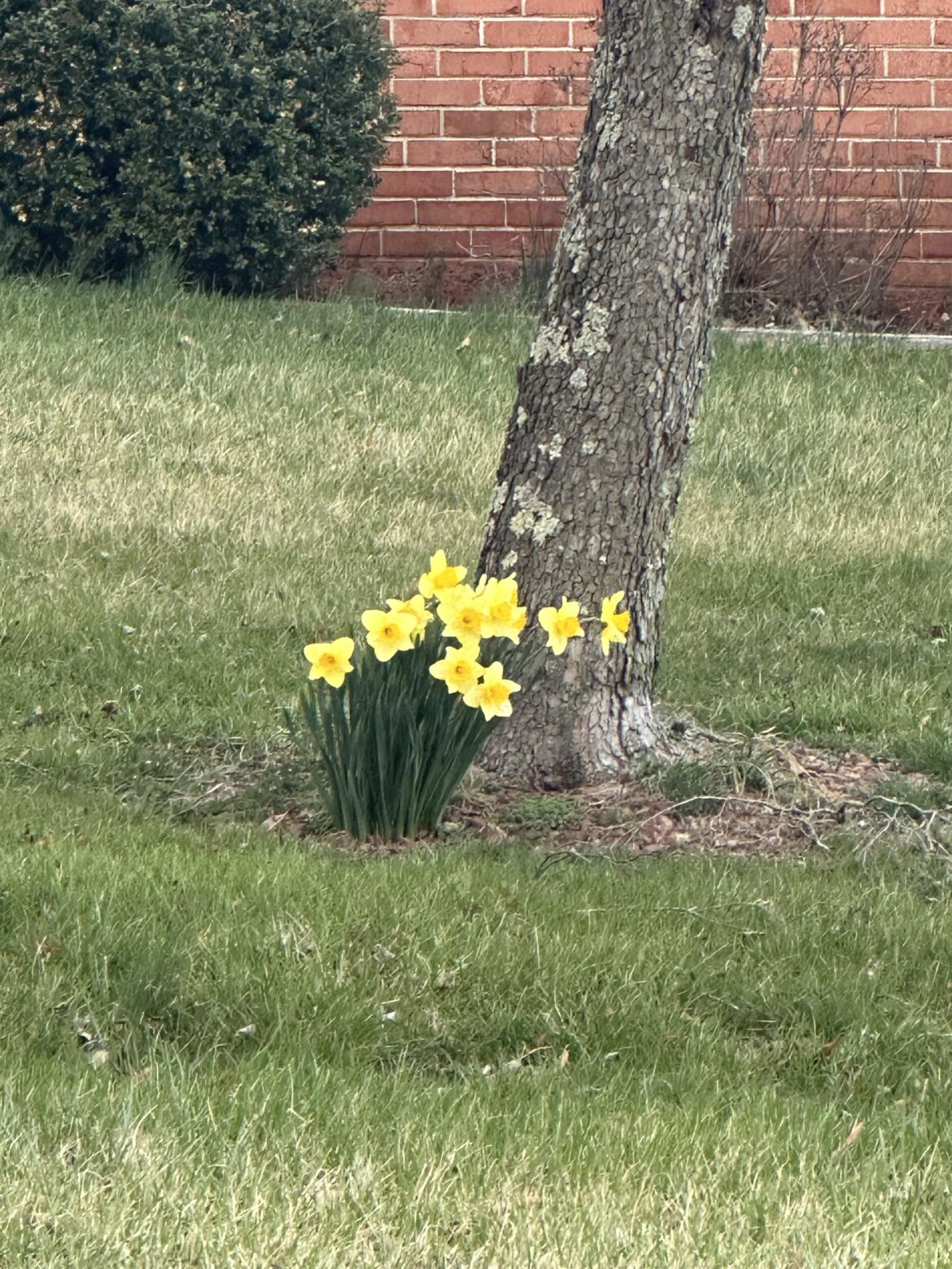 What kind of flower?