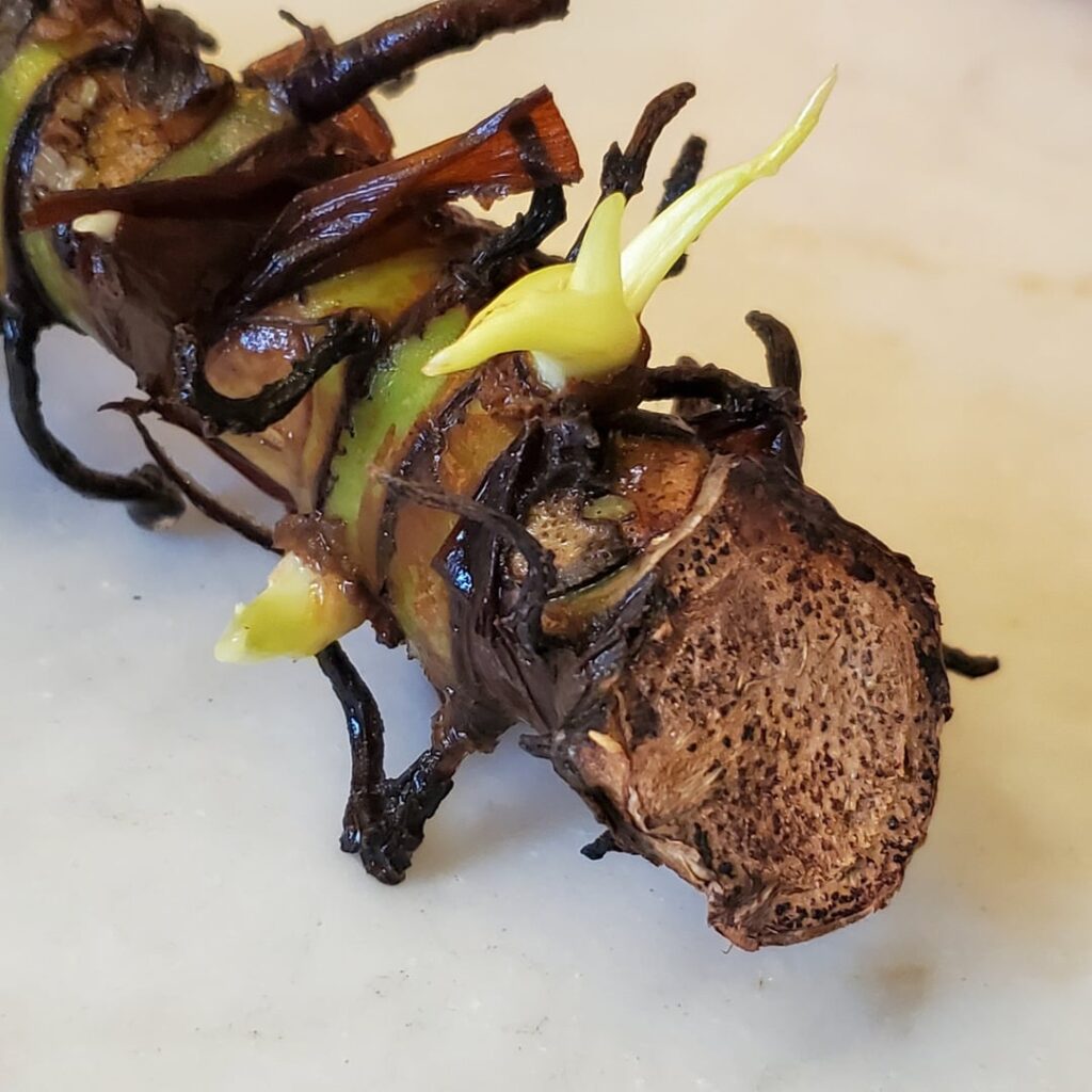 Need advice on rescuing a big leaf philodendron
