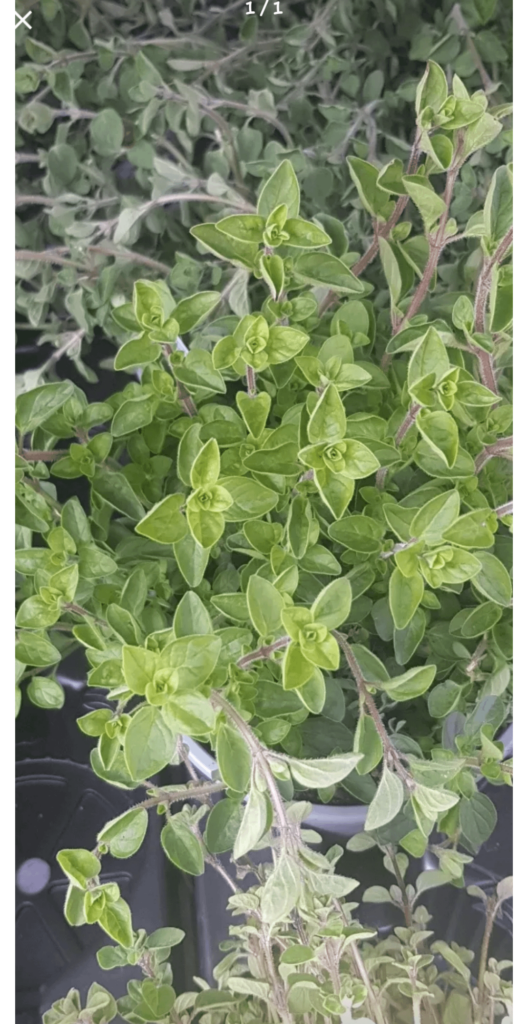 Is this Greek Oregano?
