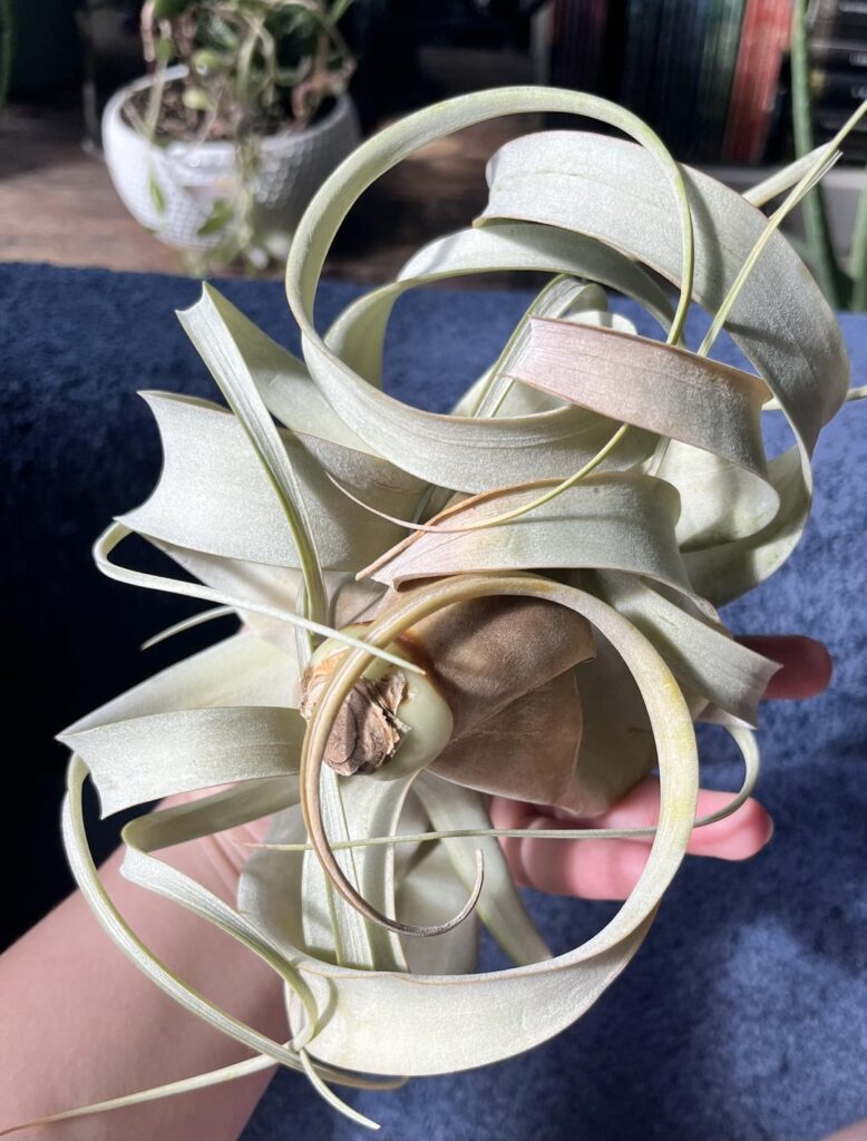 Petals turning slightly brown