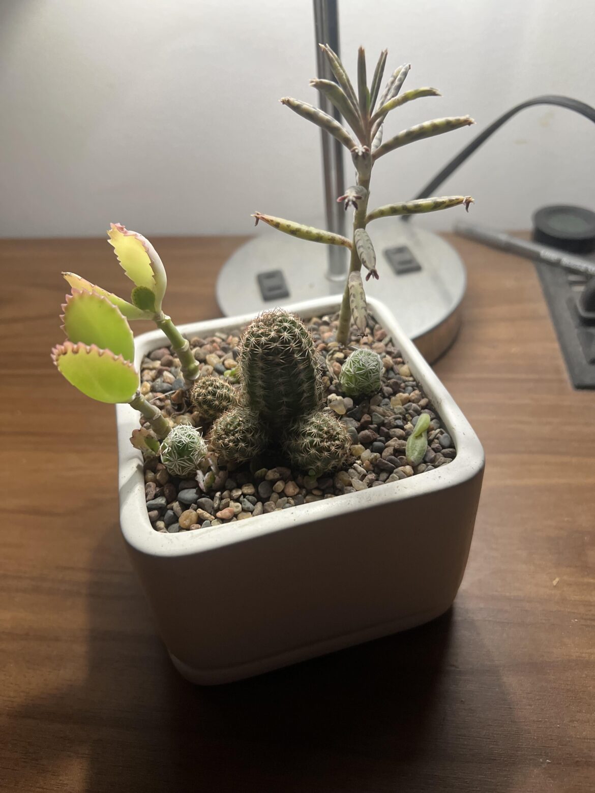 What type of plants are these?