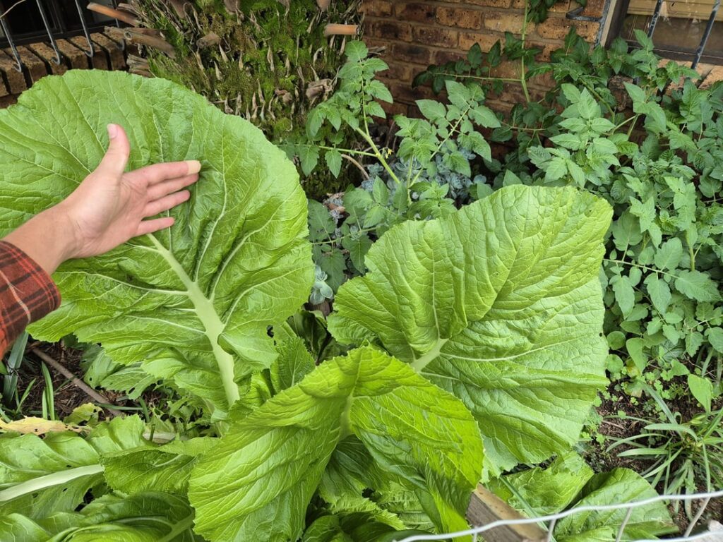 Tastes like wasabi / mustard