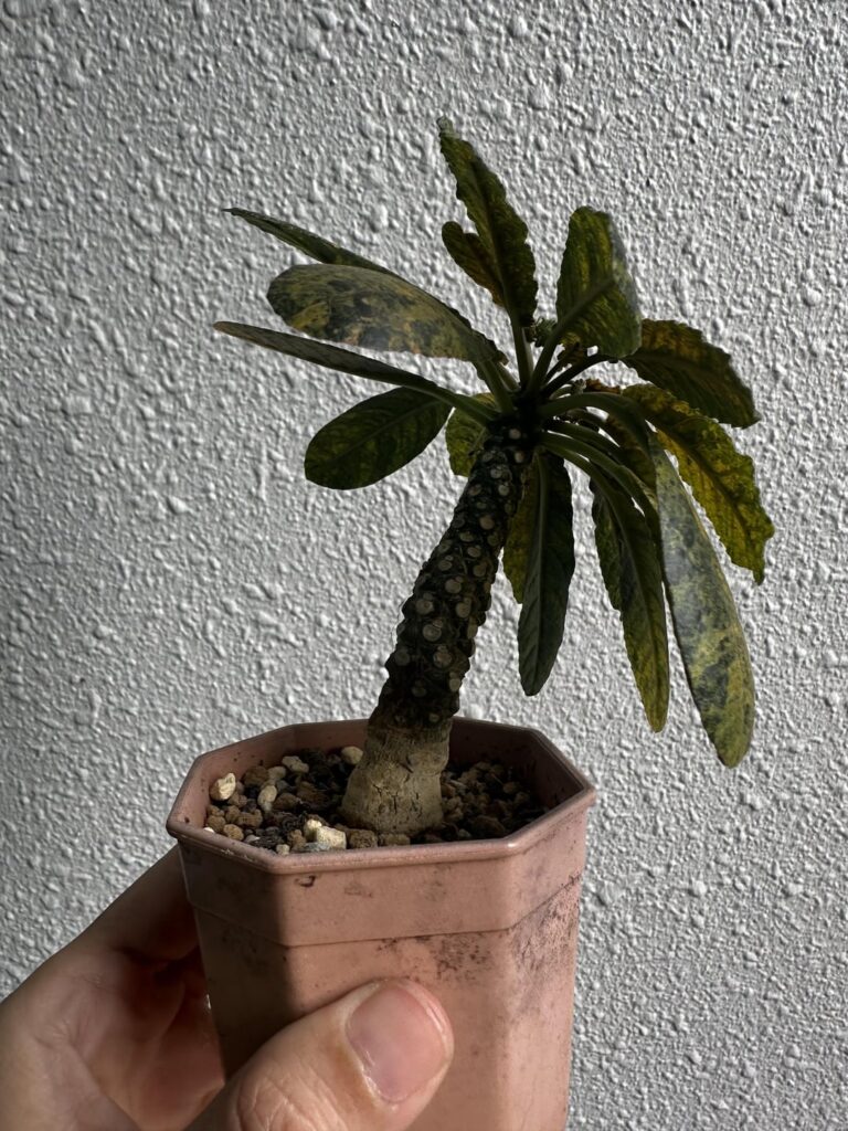 Please ID this for me