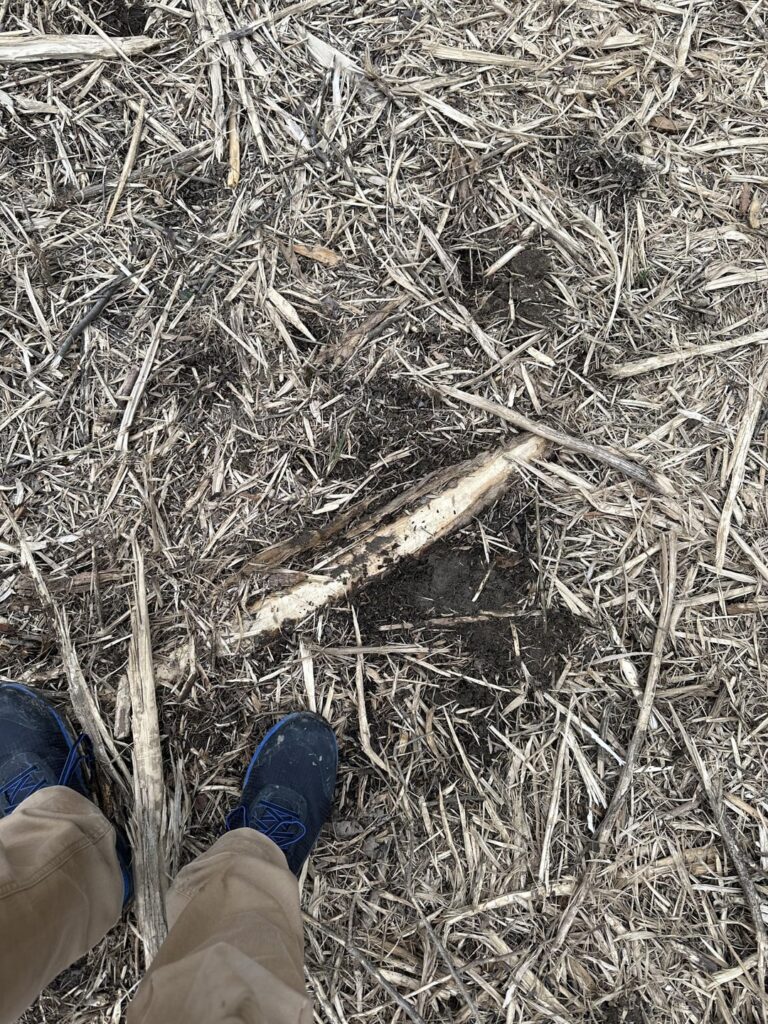 How to reclaim pasture? How to reclaim pasture?