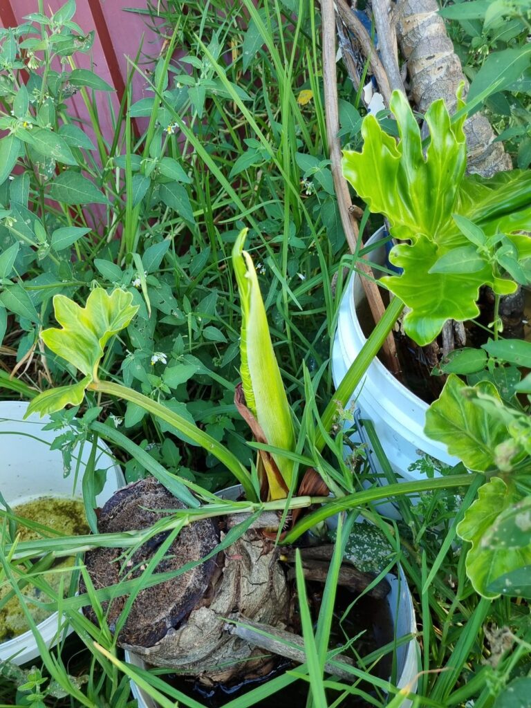 Thaumatophyllum stem cutting.