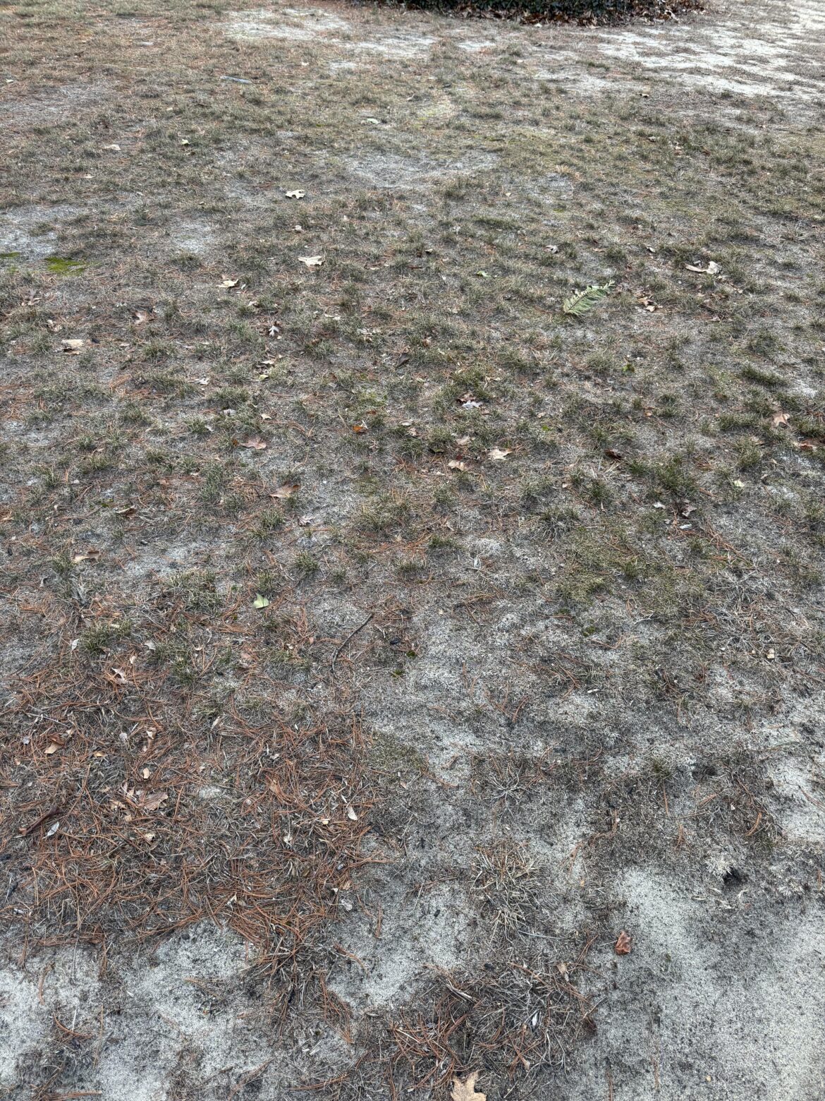 How do I get started rehabbing lawn? How do I get started rehabbing lawn?