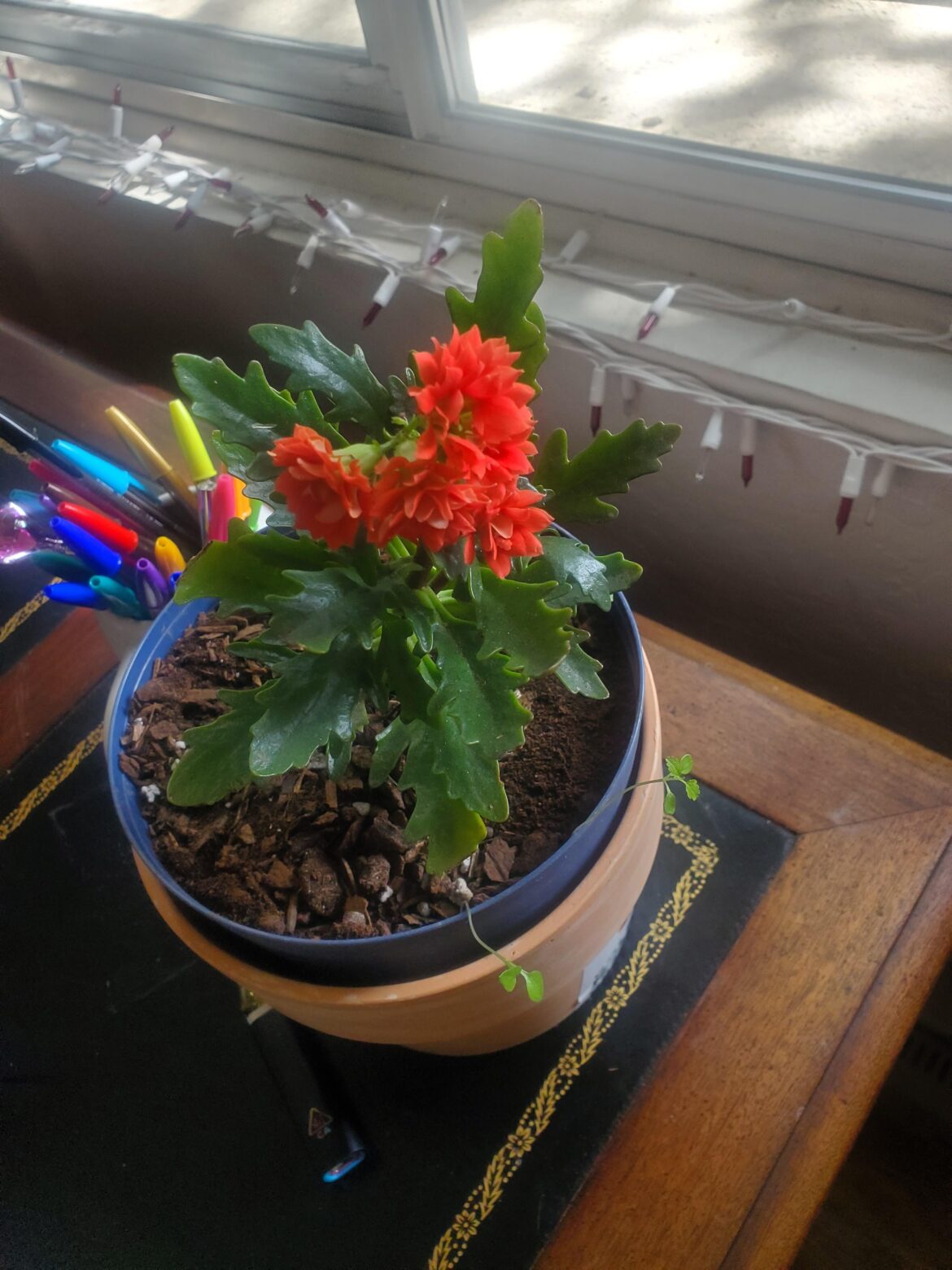 My friend said hydrangea, but I can't find a hydrangea that looks like that