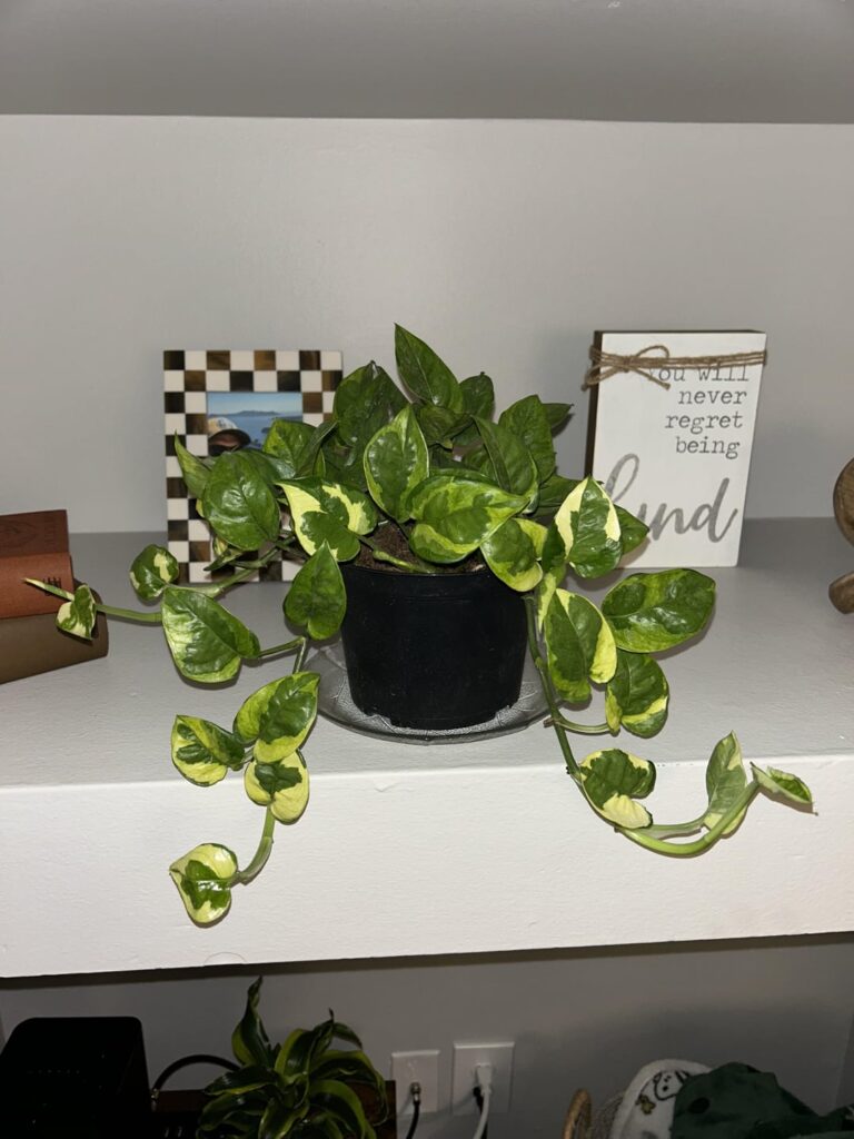 To repot or not to repot? To repot or not to repot?