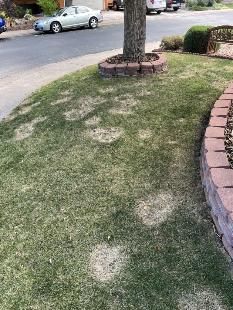 What are these spots on my lawn? What are these spots on my lawn?