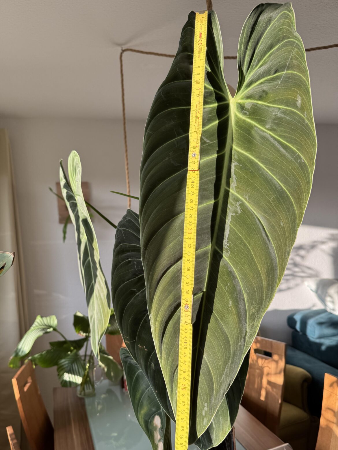 Latest Melanochrysum Leaf