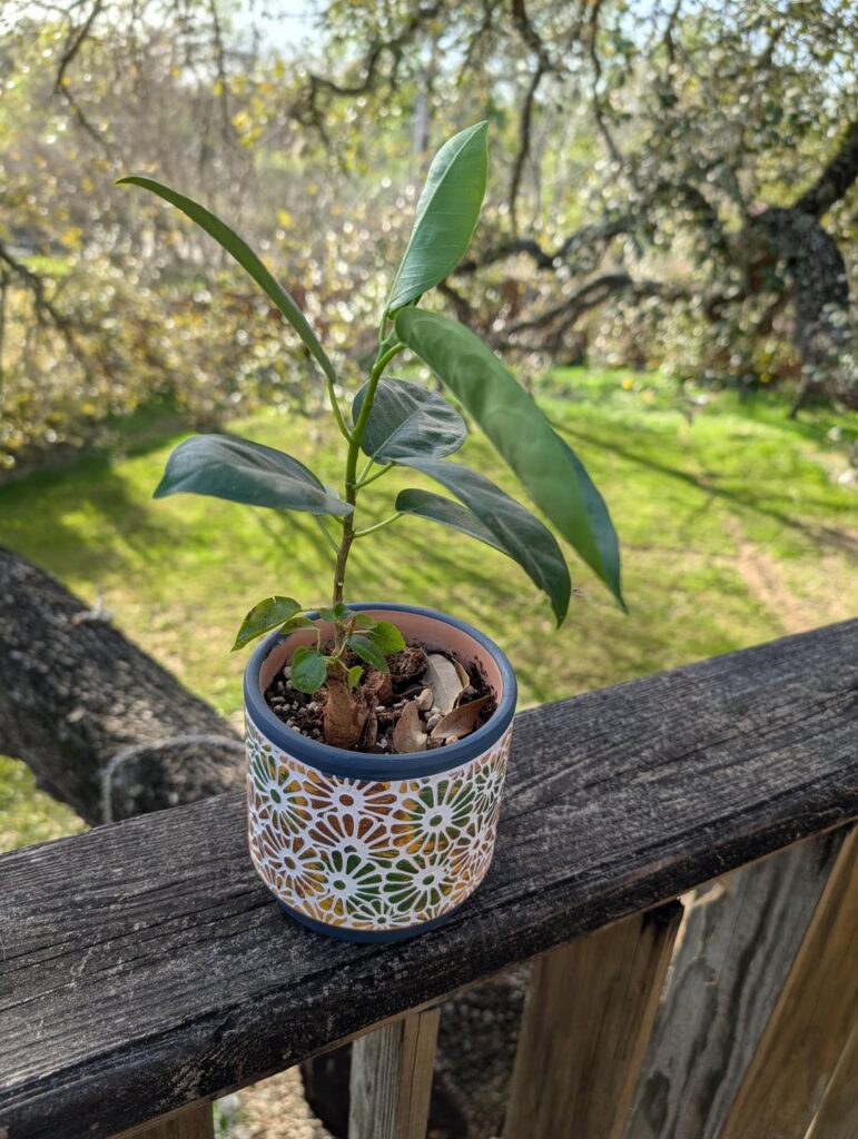 Mystery plant smells like coconut