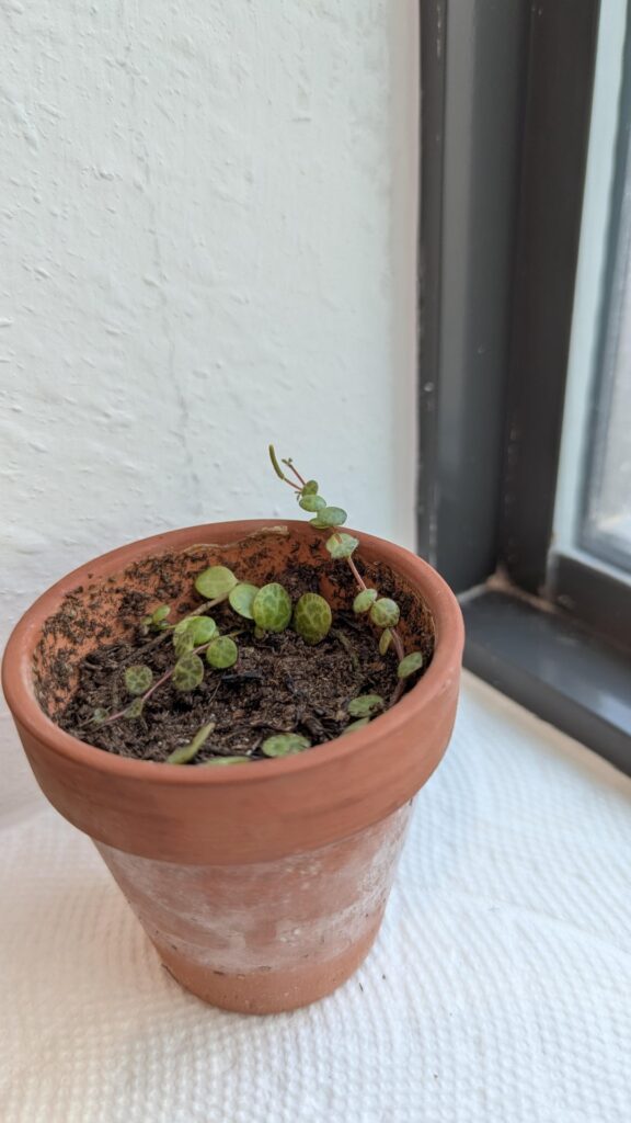 What's happening with my string of turtles?