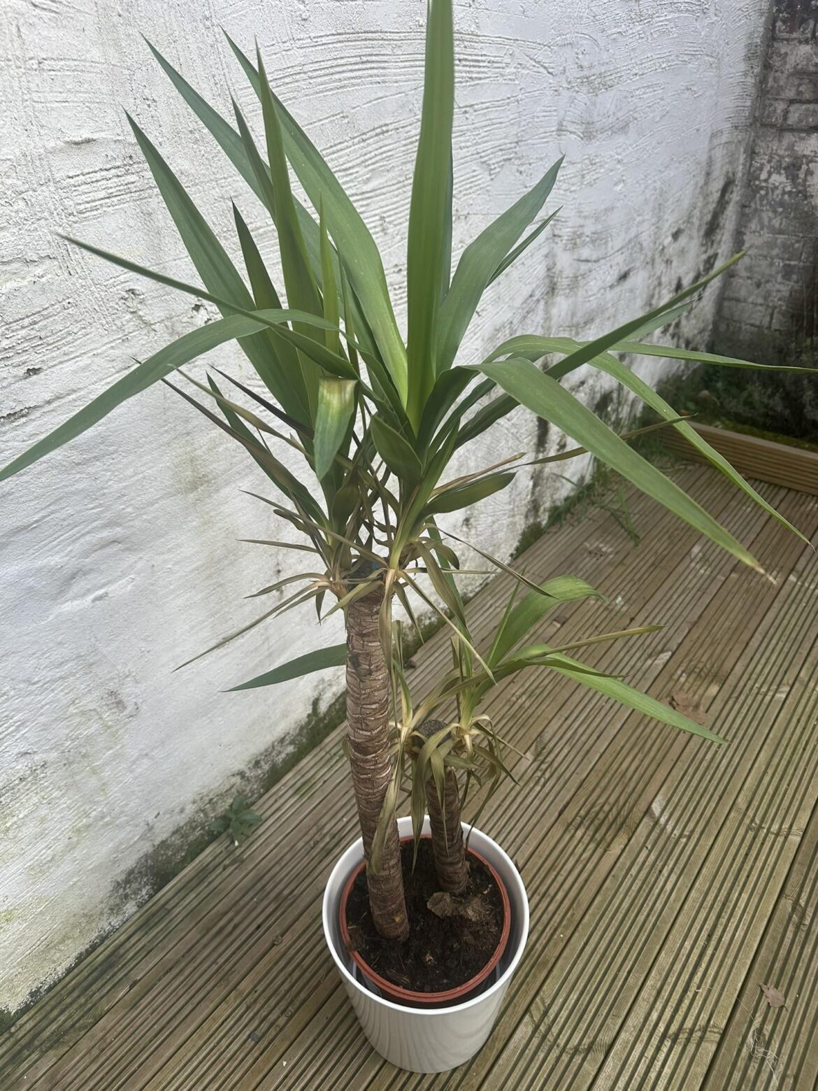 how can I save this plant?this plant was indoor since it was bought and have taken it outdoor now in hope that it lives