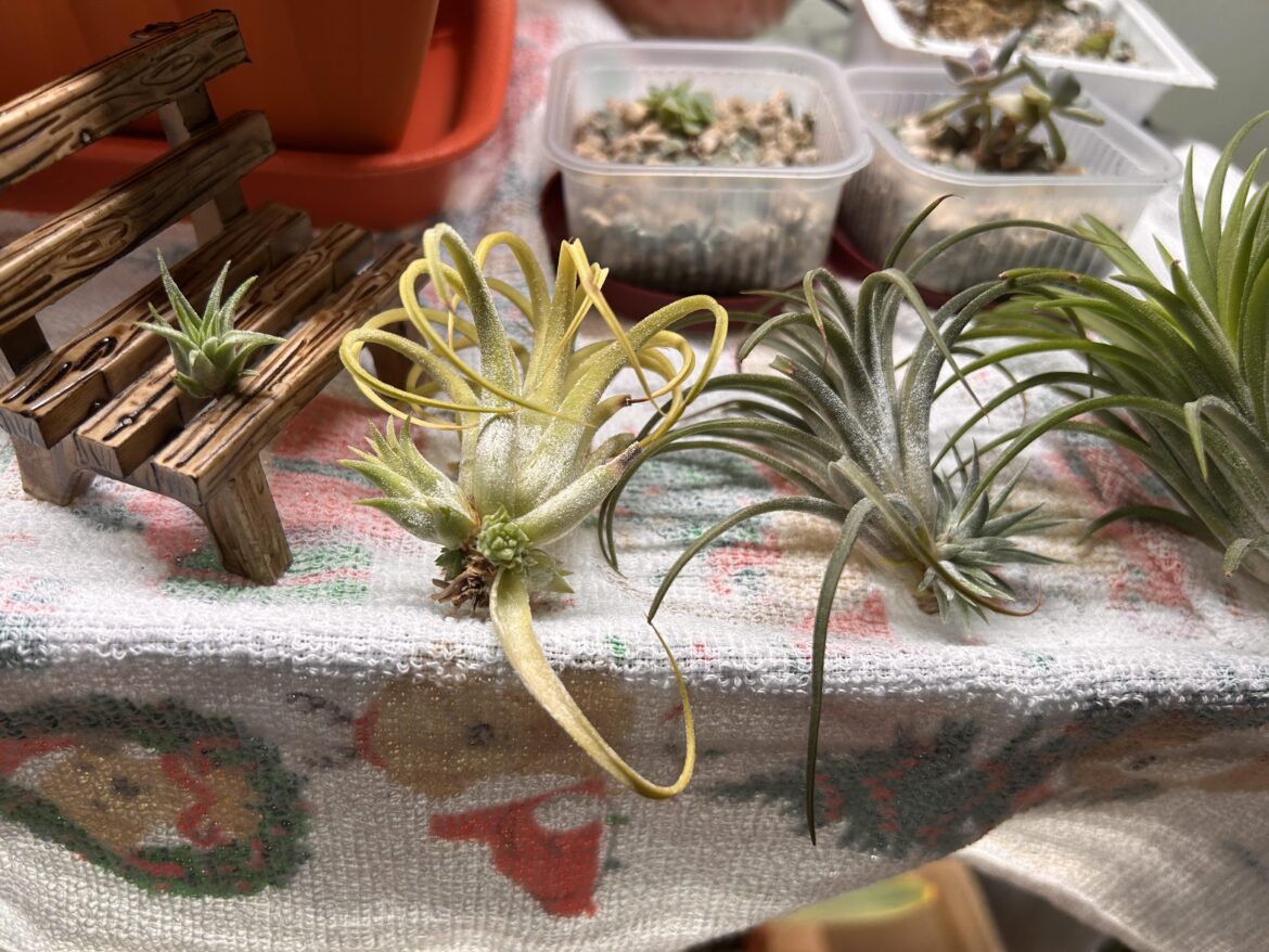Pregent airplants