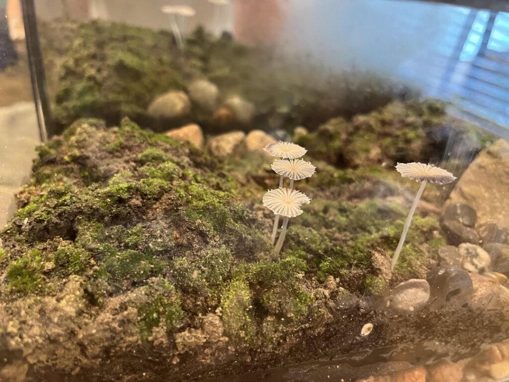 Mushroom update: they’re so cute!