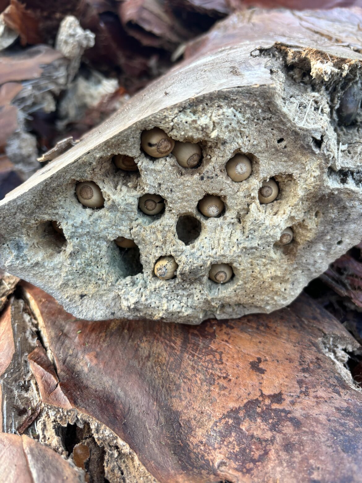 Not a plant but a seed I think? Found inside this fallen palm bark. Is it a palm seed?