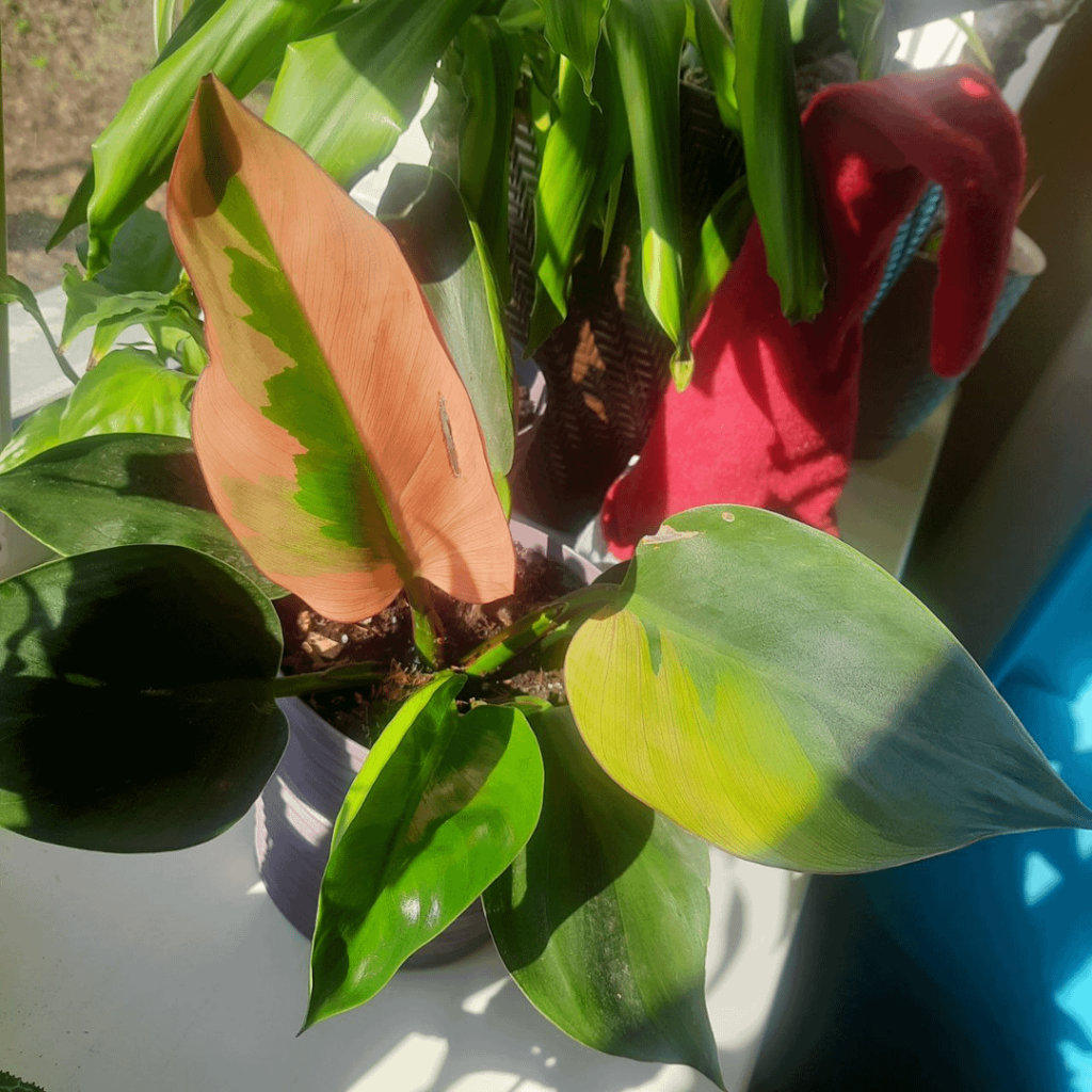 I came across this plant on the shelf of a garden center. It was sold as Green princess, but it's clearly not it. Can anyone help identify it?